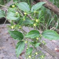 Clematis zeylanica (L.) Poir.